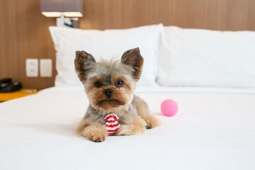 Pet-friendly amenities