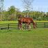 102 Acre Pet Friendly Horse Farm! Bring your horse too!
