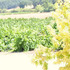 VILLA VINO AT POALILLO VINEYARDS