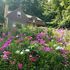 Contented Cottage Bed & Breakfast