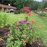 Pine Crest Motel & Cabins