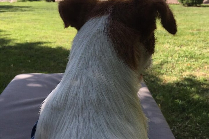 Pet Friendly 106 of 144