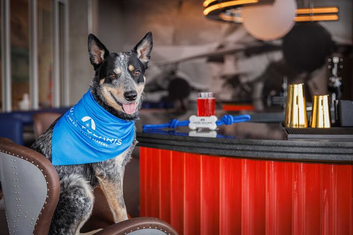 Pet-friendly