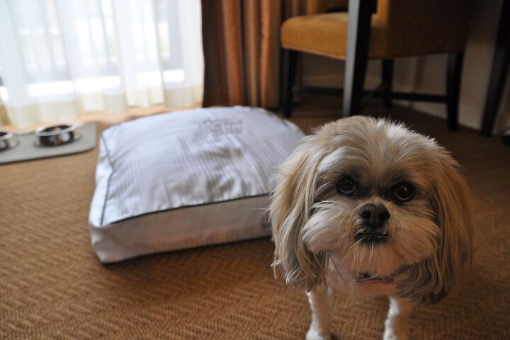 Pet-friendly