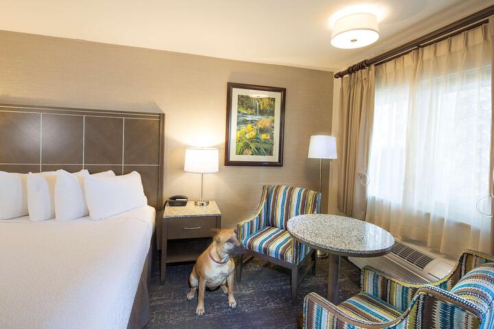 1 King Bed Sofa Bed Pet Friendly Room Work Desk Microwave and Refrigerator Full Breakfast (1 of 17)