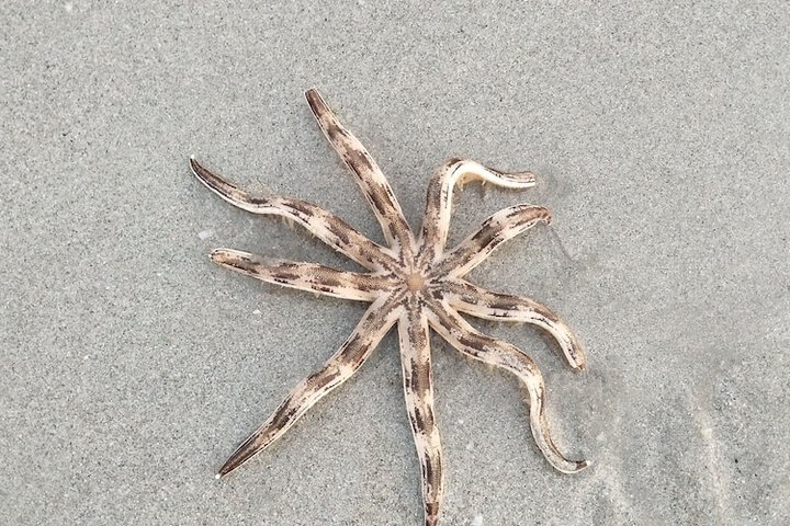Beach 28 of 39