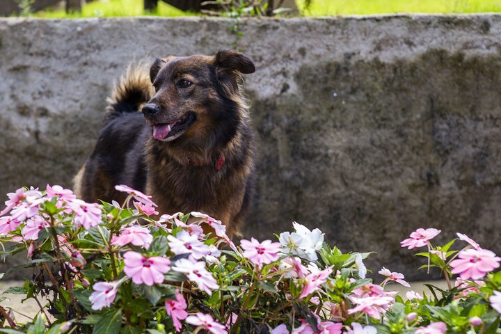 Pet Friendly 69 of 145