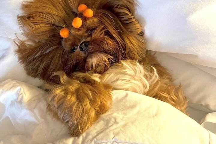Pet Friendly 158 of 240