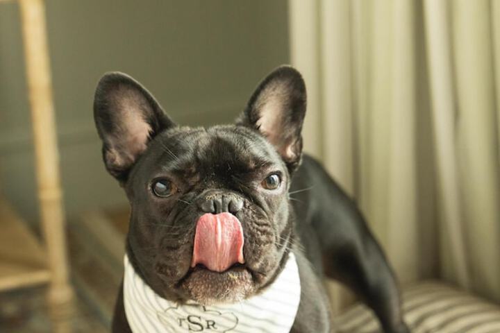 Pet-friendly amenities