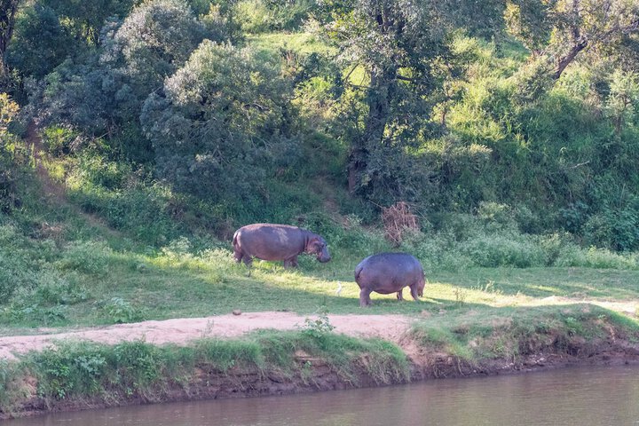 Game viewing