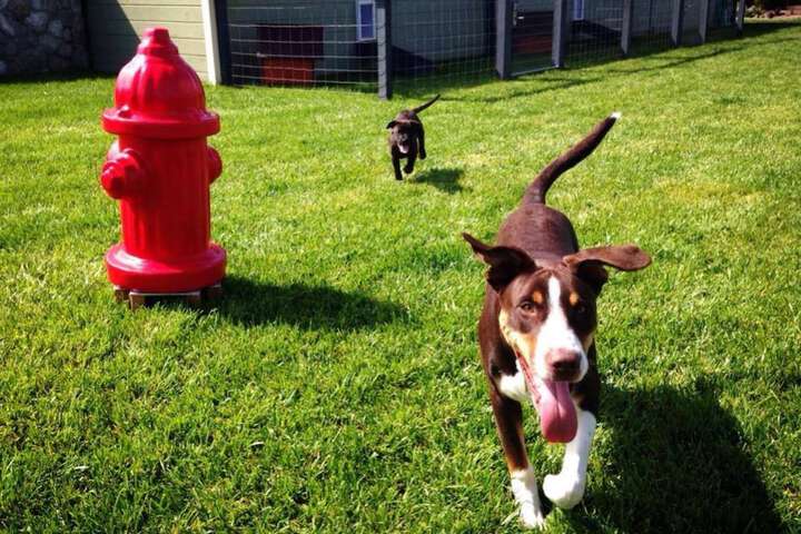 Pet Friendly 53 of 83