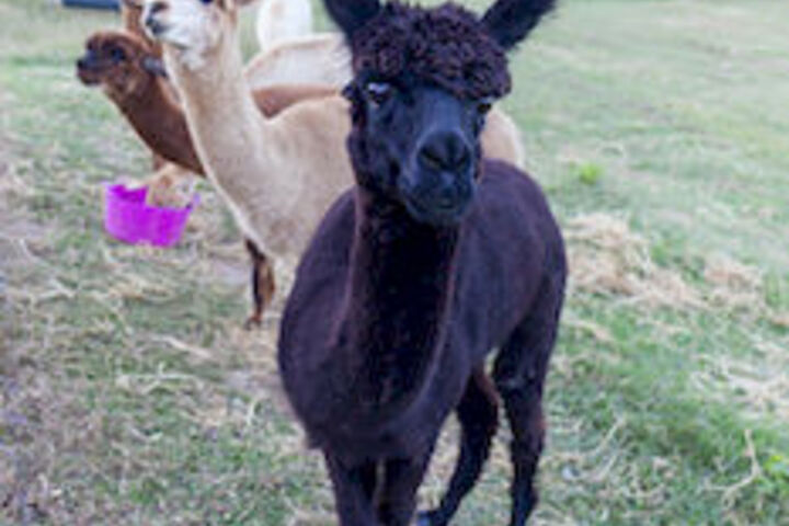 Childrens Activities 4 of 30