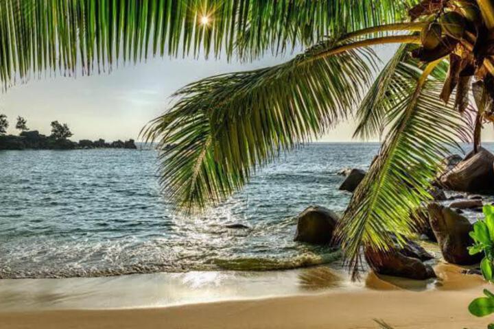 Baga Beach Palms