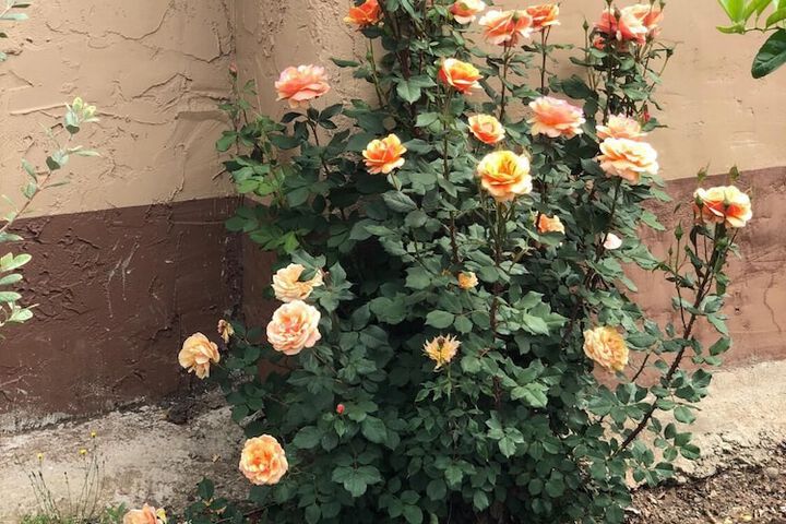 Property Grounds 23 of 31