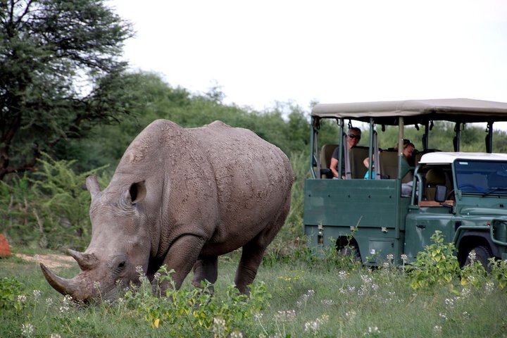 Safari