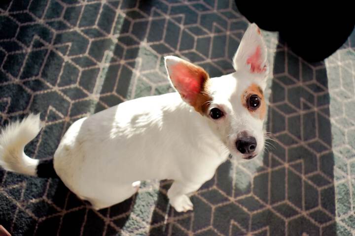 Pet Friendly 60 of 108