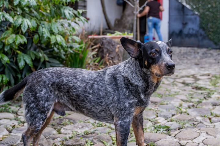 Pet Friendly 23 of 27