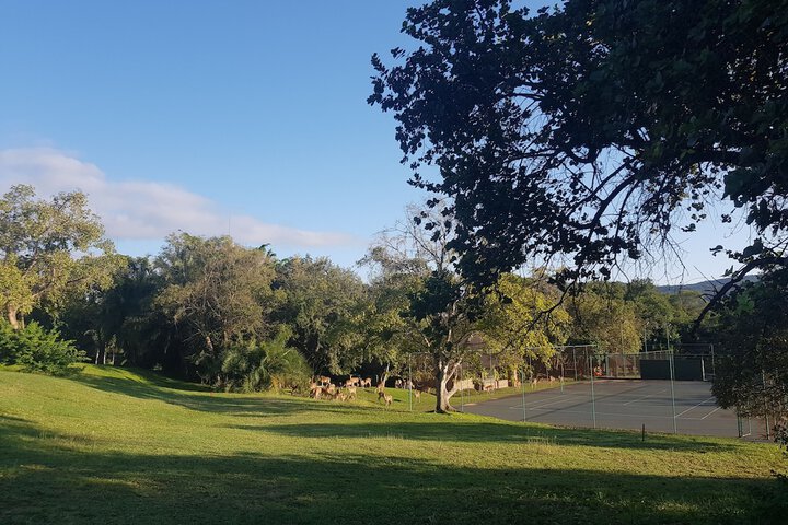 Tennis court