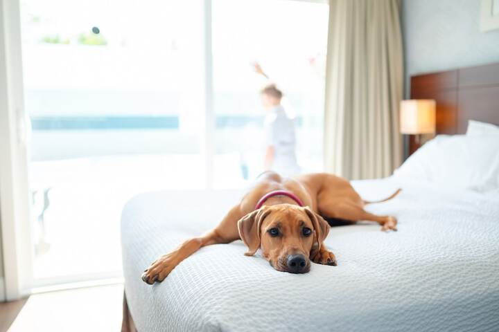 Pet Friendly 30 of 45
