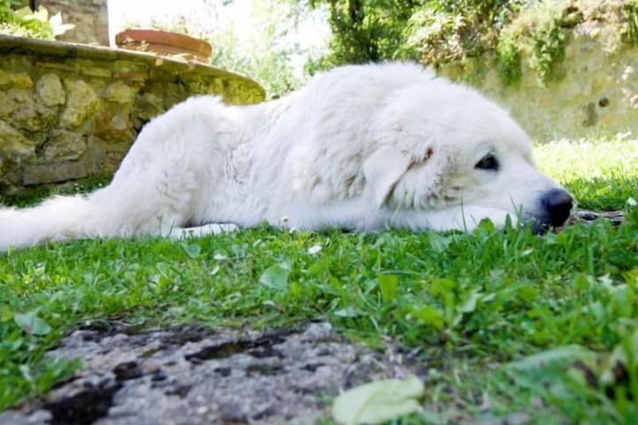 Pet Friendly 39 of 73