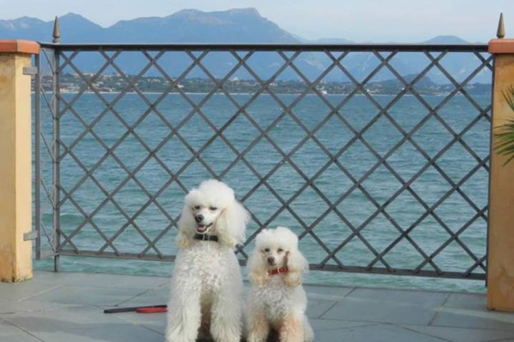 Pet Friendly 84 of 136