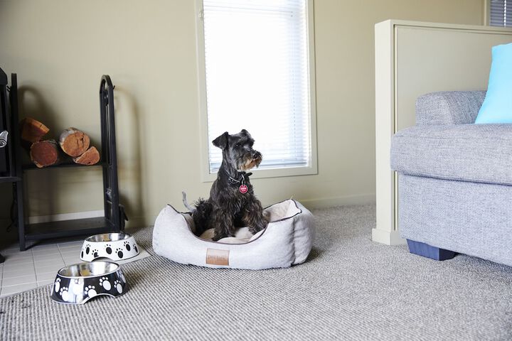 Pet Friendly 21 of 35