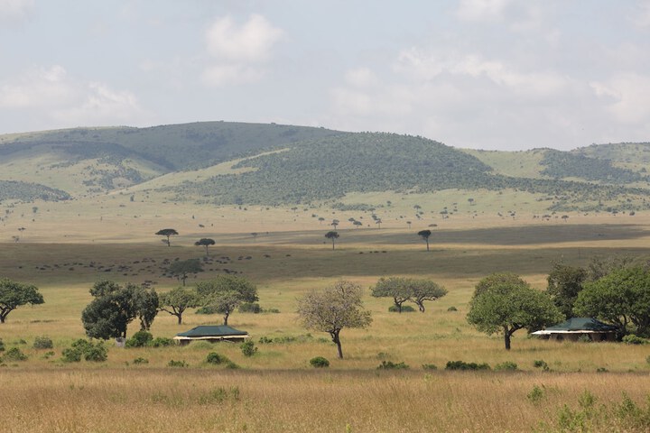 Safari