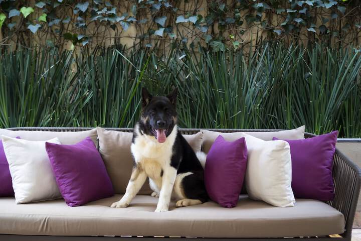 Pet-friendly