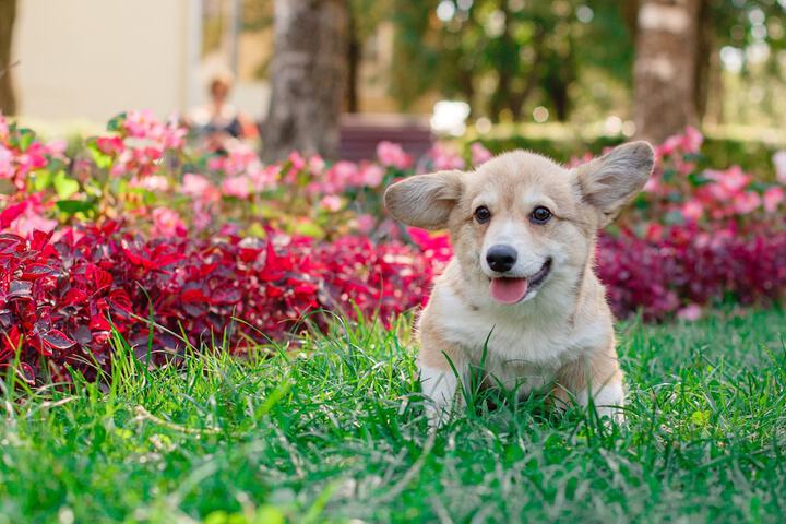 Pet-friendly