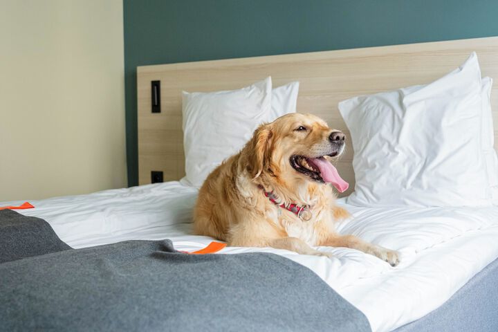 Pet Friendly 96 of 119