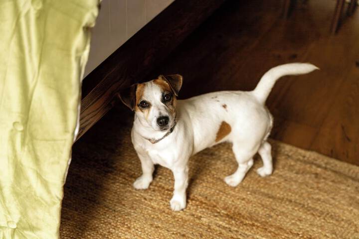 Pet Friendly 41 of 66