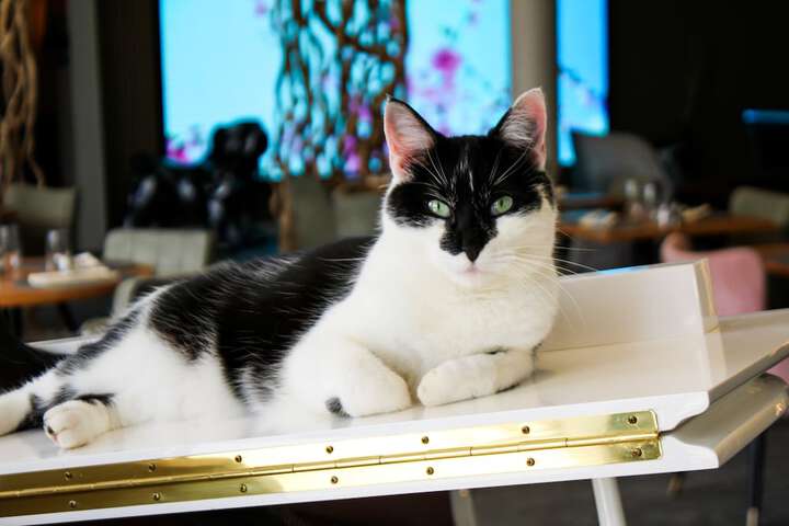 Pet Friendly 34 of 59