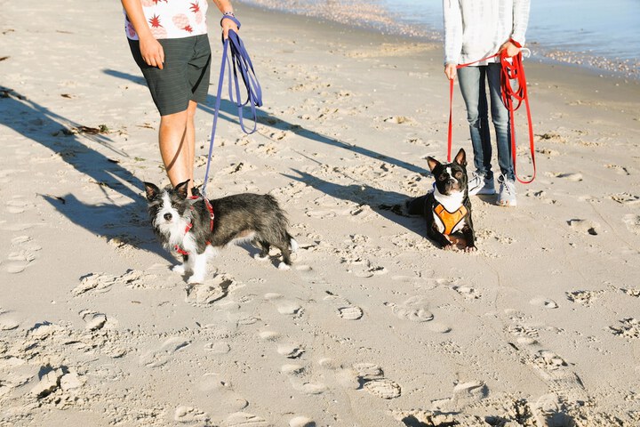 Pet Friendly 153 of 230