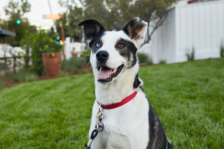 Pet Friendly 18 of 29