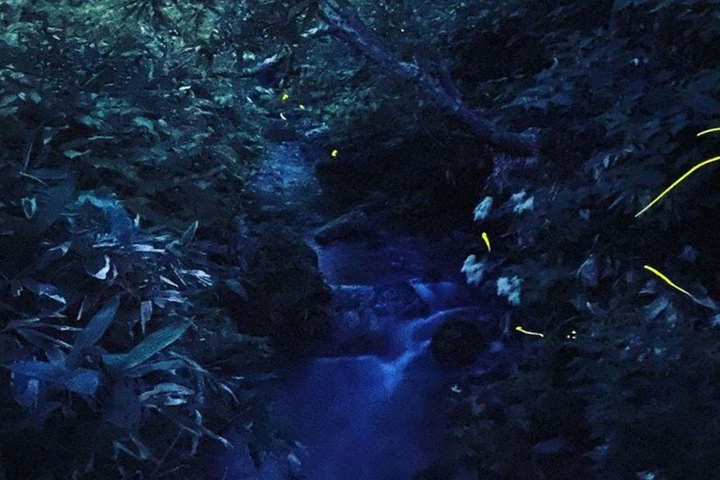 ・In early summer, you can see the magical Genji firefly dance in the nearby clear stream.