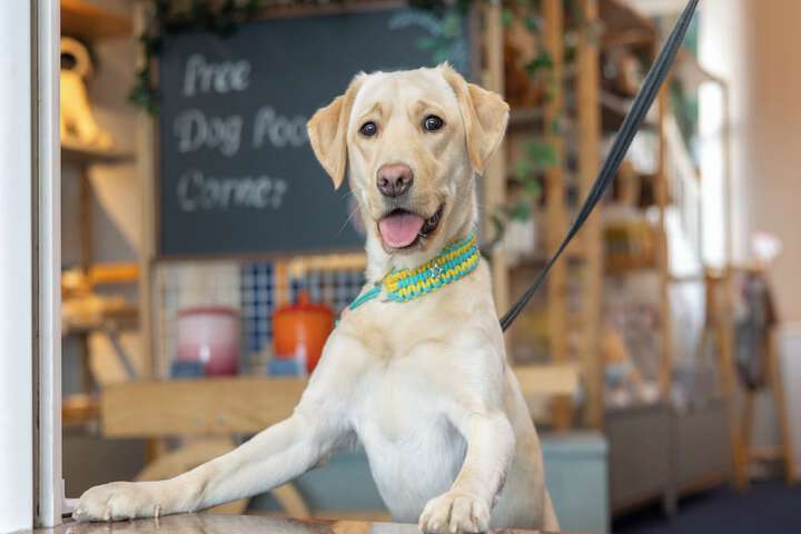Pet Friendly 50 of 72