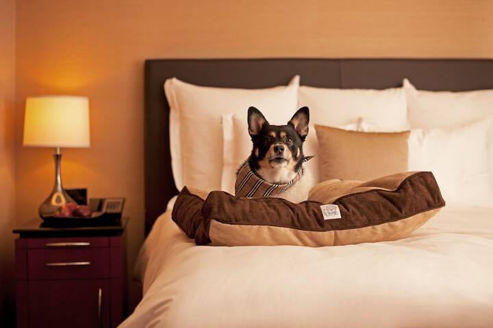 Pet-friendly