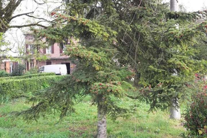 Property Grounds 40 of 52