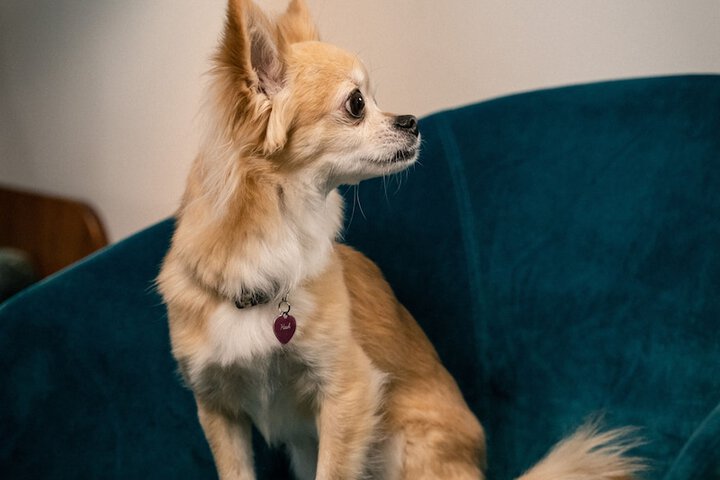 Pet Friendly 68 of 129