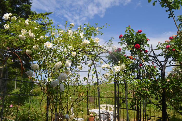 Rose garden.