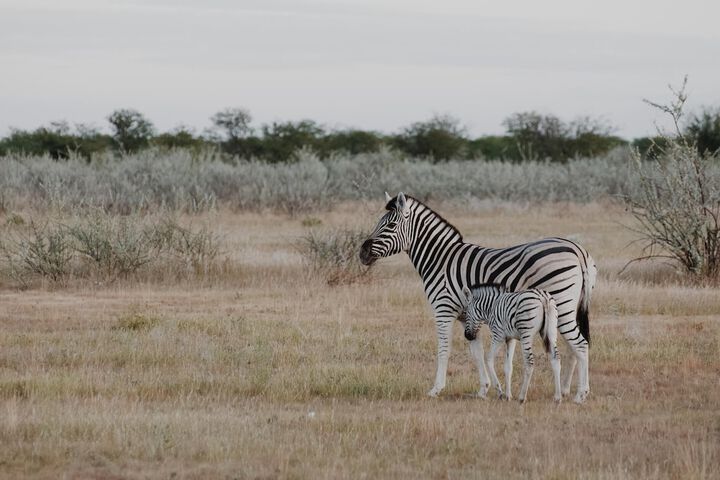Safari