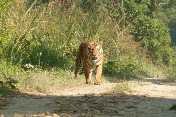 Kingfisher Jungle Trekking Tour