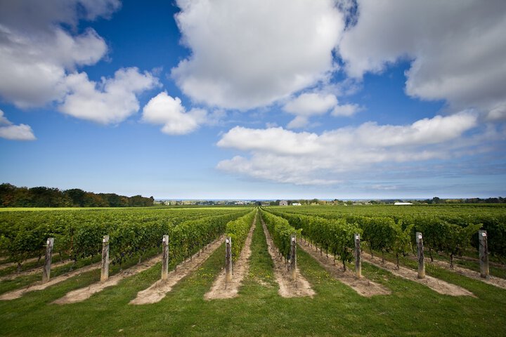 Vineyard