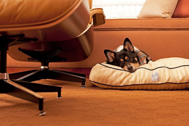 Pet-friendly
