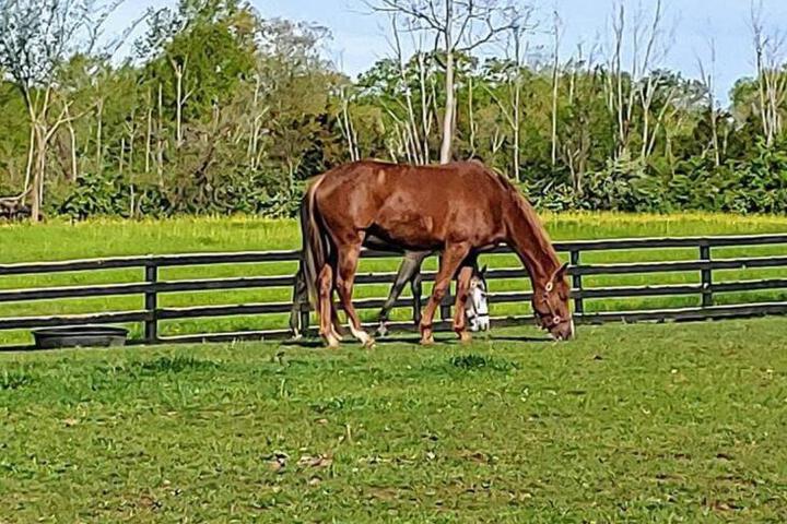 102 Acre Pet Friendly Horse Farm! Bring your horse too!
