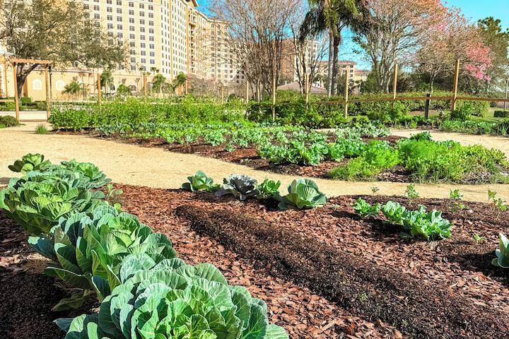 Garden