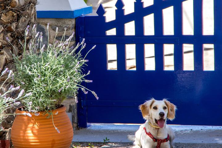 Pet Friendly 57 of 82