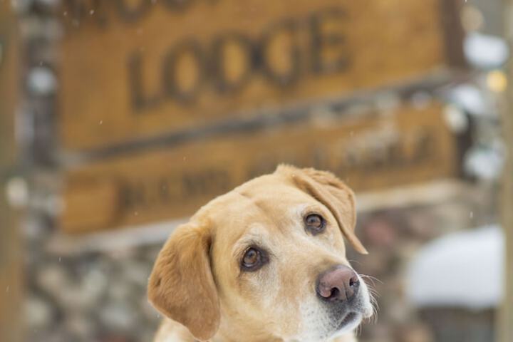 Pet Friendly 41 of 64