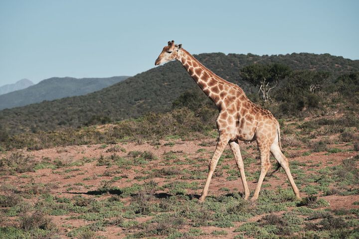 Game drive
