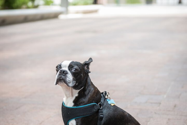 Pet-friendly